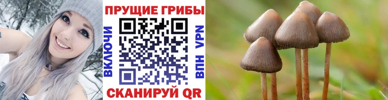 Купить  Городовиковск  Галлюциногенные грибы GOLDEN TEACHER 